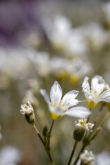 garden view with white wildflowers. macro photograph