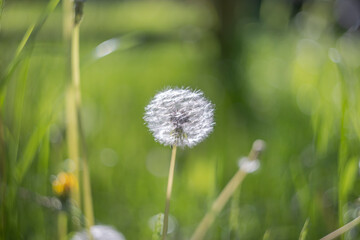 Seed stand of dandelion flower with shallow depth of field against blurred background