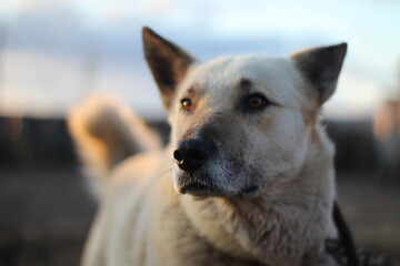 Dog portrait watchdog with brown eyes, black nose  and white hair