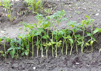 Tomato seedlings temporarily planted in the garden all together
