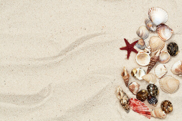 Fototapeta na wymiar different shells on the sand