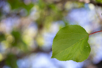 Fototapeta na wymiar poplar tree leaf, background for natural expressions.