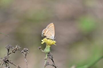 Some of the endemic butterfly species living in Mersin