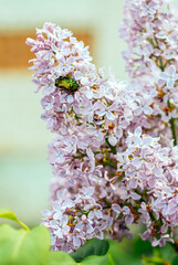 flowers on a branch, spring, beetle, lilac, flower, blossom, nature, pink, tree, branch, plant, flowers, lilac, cherry, garden, bloom, beauty