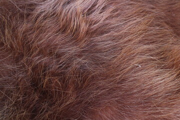 close up of brown hair