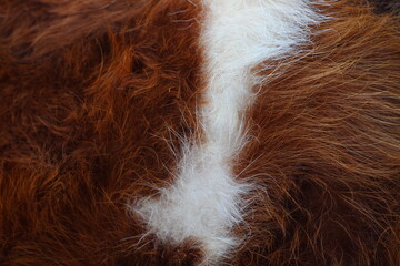 close up of fur
