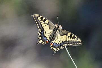 Some of the endemic butterfly species living in Mersin