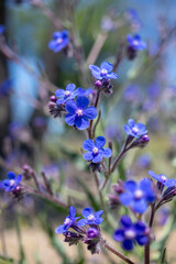 Wildflowers in blue color, in the field, close-up landscape.