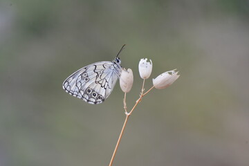 Some of the endemic butterfly species living in Mersin