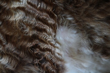 Close up of cow fur 