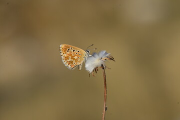 Some of the endemic butterfly species living in Mersin