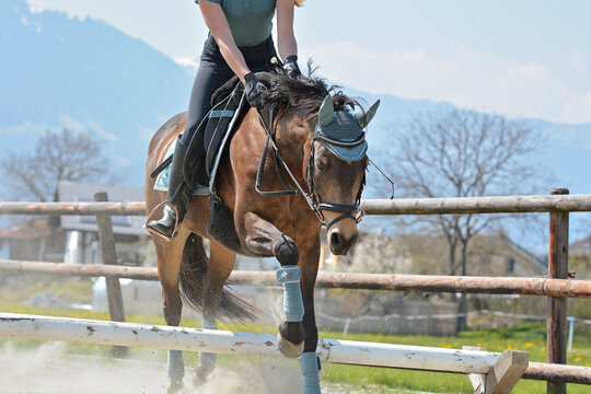 Pferd/Pony trabt &uuml;ber Cavaletti