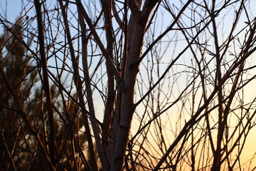 Bare birch branches silhouette 