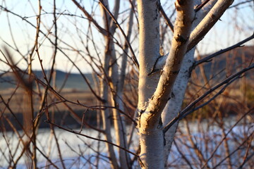 Bare Branches of birch tree