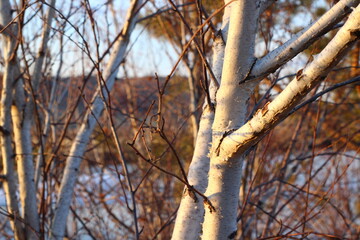 Bare branches of a birch