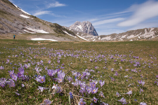 Beautiful flowering of crocus vernus in the famous plateau of Campo Imperatore with Gran Sasso massif in the background, Abruzzo