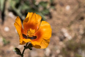 Obraz premium poppy flower its natural environment 