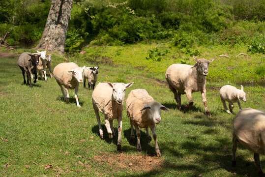Flock of sheep hurry across green grass in idyllic nature scene