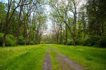 Fototapeta na wymiar Long dirt path through green grass and trees