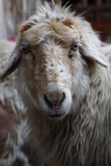 close up of a sheep