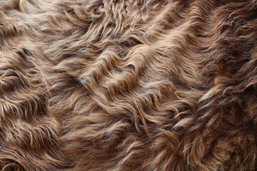 Naklejka premium Cow hair fur close up