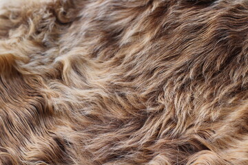 close up of cow fur