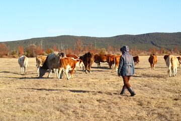 Woman graze herd of cows