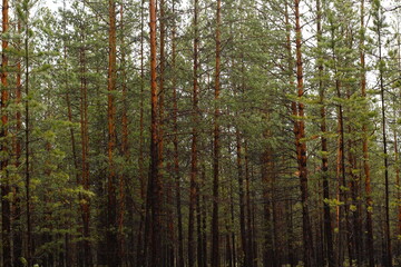 Pine trees in the forest