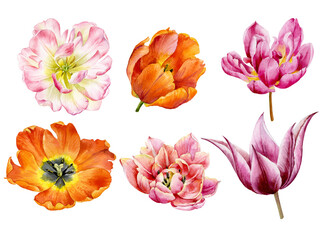 A set of flowers of tulips of different varieties. Beautiful spring flowers painted in watercolor.