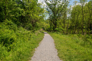 Centered gravel path in green grass leads into woods