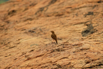 A beautiful bird searching for it’s pair
