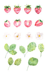 Watercolor illustration. Set of strawberries, white strawberry flowers and green leaves. Elements for creating designs, compositions, prints, etc.
