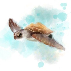 sea ​​turtle