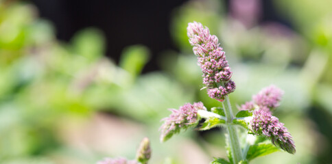 Pink peppermint flowers background. Nature green background.