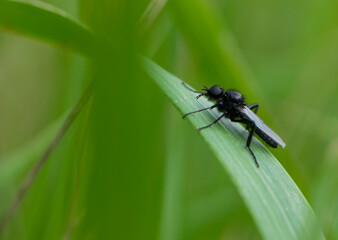 Eurytoma schreineri. Bibionomorpha. mosquito. Mosquito resting on green grass. Male and female mosquitoes feed on nectar and plant juices. insect close-up, macro photo. pest, thickfoot