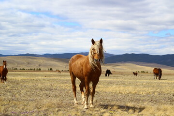 Palomino horse portrait looking at camera on Spring Meadow under cloudy blue sky - obrazy, fototapety, plakaty