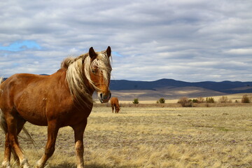 Fototapeta premium Palomino horse portrait looking at camera on Spring Meadow under cloudy blue sky