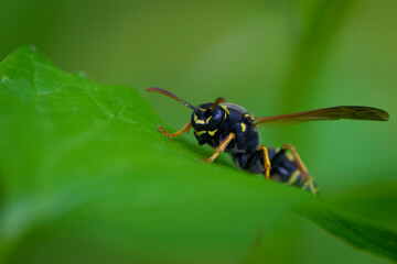 European wasp. Ultra macro photo. Wasp on a green leaf. Parts of the body of a wasp close-up. Insect close-up. Yellow pattern on the black body of a wasp. Green background. nature close-up
