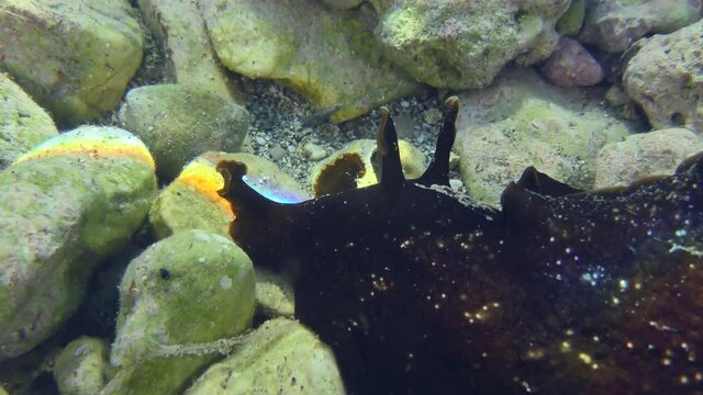 Mottled sea hare or Black seahare (Aplysia fasciata) slowly crawling along the bottom covered with stones, close-up.