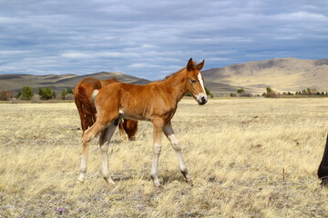 Horse and foal family looking at camera. Herd of horses on Spring meadow