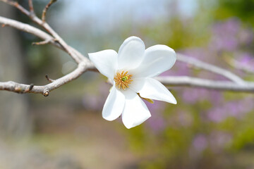 Magnolia kobus (mokryeon) blossoming in Far East of Russia in spring