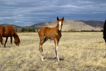 Fototapeta na wymiar Horse and foal family looking at camera. Herd of horses on Spring meadow