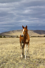 Fototapeta na wymiar Foal horse isolated 