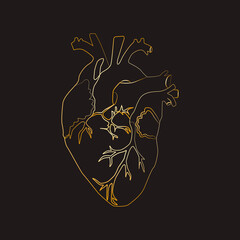 Golden Line art sketch of human heart, vector illustration