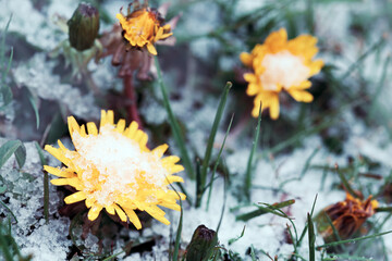 The first flowers dandelions under the snow in the spring.