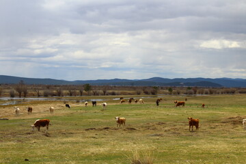 Herd of Cows Grazing on Spring Meadow	
