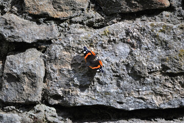 Close up of Old Grey Stone Wall with Red Admiral Butterfly 