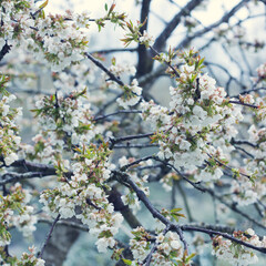 Fototapeta premium Cherry Blossoms in spring garden.