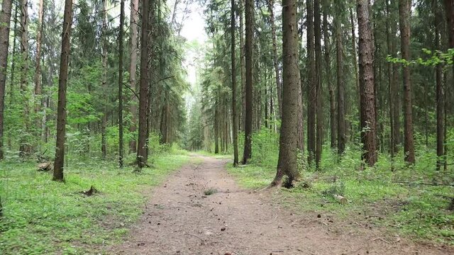 path in the coniferous forest in summer footage