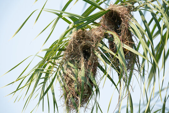 The yellow-rumped cacique`s nest (Cacicus cela)